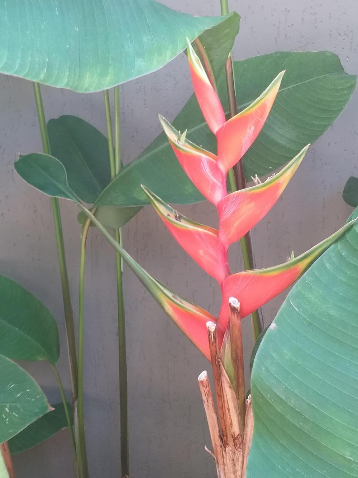 Chale Tulipa - Centro Praia Da Pipa Praia de Pipa Bagian luar foto